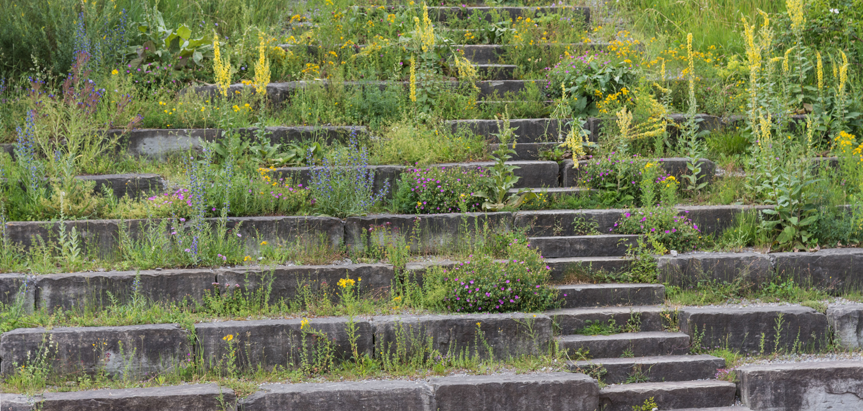 Begrünte Treppe mit Wildblumen und Kräutern